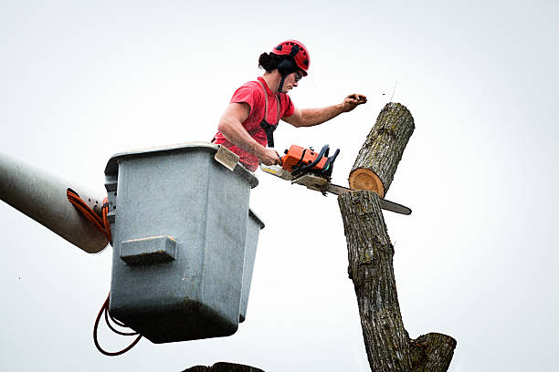 Professional Tree Removal Services in Sturgeon, MO