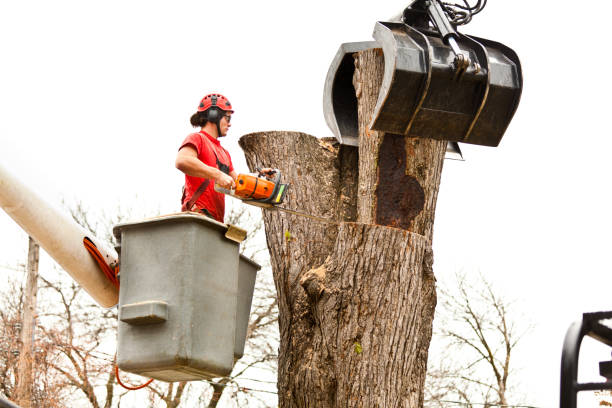 How Our Tree Care Process Works  in  Sturgeon, MO